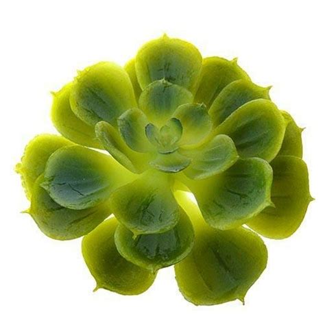 Check spelling or type a new query. Real Touch Succulent HF3826_GRN - HF3826-GR - Silkflora ...