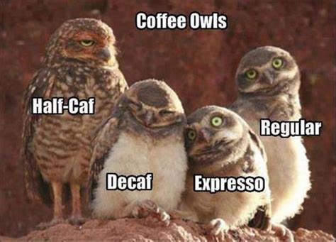Adorably Sinister Owl Memes Beat Cat Memes Any Day