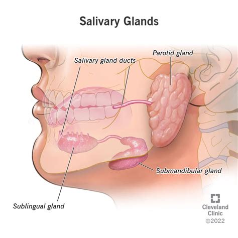 Salivary Glands Function Location Anatomy The Best Porn Website