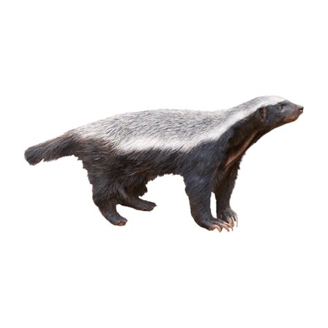 Photo Clipart Honey Badger Png Photo Walrus Hd Photos Png Images