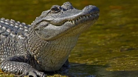 South Florida Officers Find 2 Alligators Eating Human Body