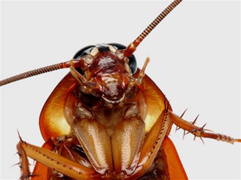 Cockroaches, especially the german cockroach, are the most commonly encountered and important household insect pests in much of the u.s. Pest Control and Exterminating | Peoria Illinois