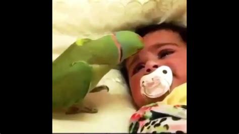 Funny Parrots And Cute Birds Compilation 6 2018 Video Dailymotion