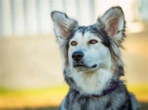Border Collie Husky Mix Why We Love This Energetic Dog Timberwolfpet