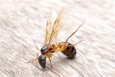 How To Identify Carpenter Ants Us Pest Protection