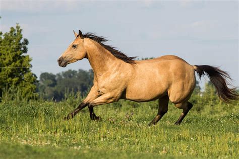 Quarter Horse Stock 5 Buckskin By Skunktail17 On Deviantart