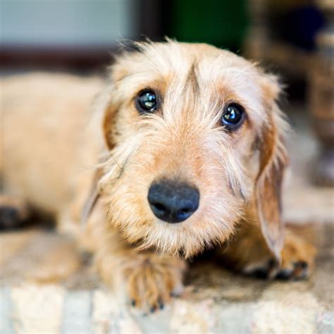 35 Miniature Wirehaired Dachshund Breeders Photo Bleumoonproductions