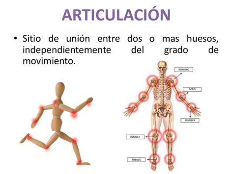 Articulacion Y Musculo