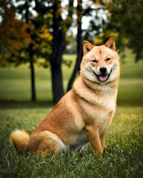 Hokkaido Dog Your Complete Breed Guide To Ainu Dog The Goody Pet