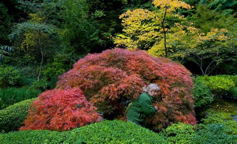 With hundreds of species, there are numerous different foliage types and bark characteristics, but this deciduous tree usually emerges in green, red, purple, or a marble pattern of white, pink, and green. Daily home & garden tip: Choosing, growing and pruning a Japanese maple - oregonlive.com