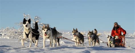Hetta Huskies Husky Tours In Enontekio Lappland Finland Heyhusky