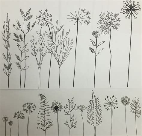 Line Drawing Of Flower Heads And Seed Heads Sketchbook Idea By Lizzie