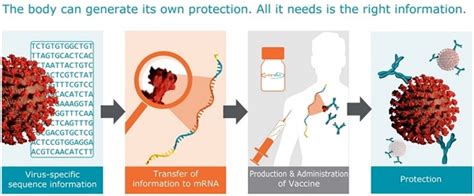 The vaccine transfects molecules of synthetic rna into immunity cells. mRNA vaccines, a primer: How they work, why they're ...