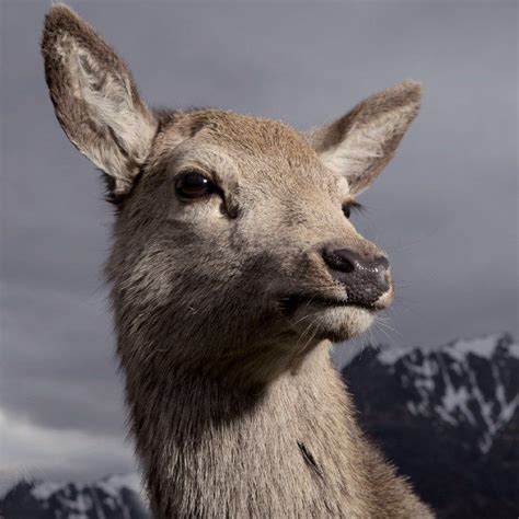 These Amazing Animal Portraits Prove They Are Beautiful Creatures