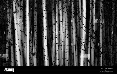 Forest Of Birch Trees Alberta Canada Stock Photo Alamy
