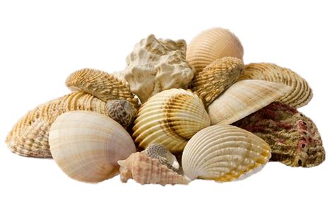Download Collection Of Seashells Transparent Png Stickpng