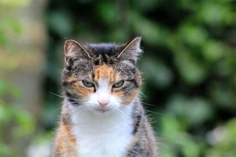 What medication is used to euthanize a cat. Feline Dementia. When to Euthanize Your Cat? | Cloud 9 Vets