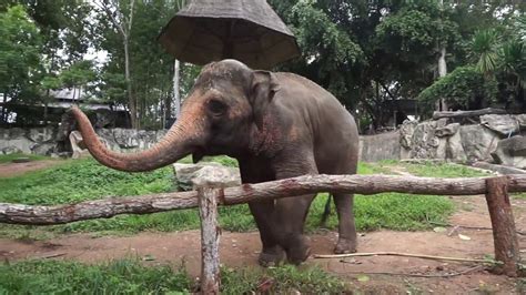 Chiang Mai Zoo Youtube