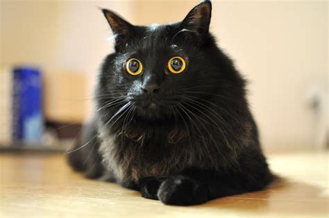 Yellow eyes black cat vehicle plastic license plate front auto us made car truck. whiskers, black cat, yellow eyes, animal pictures, cute ...