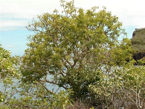 Пало санто дерево Bursera Graveolens Bulnesia Sarmientoi