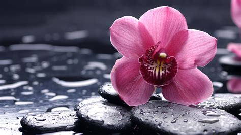 Orchid Flower Ultra Hd Wallpapers Wallpaper Cave