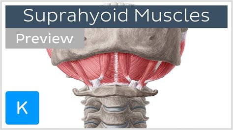 Suprahyoid Muscles Preview Human Anatomy Kenhub Youtube