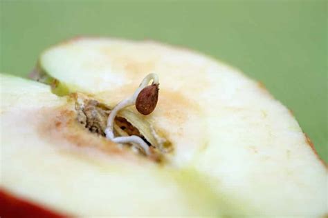 Top 10 Stages Of Apple Seed Growth