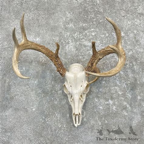 Whitetail Deer Skull European Mount For Sale 27335 The Taxidermy Store