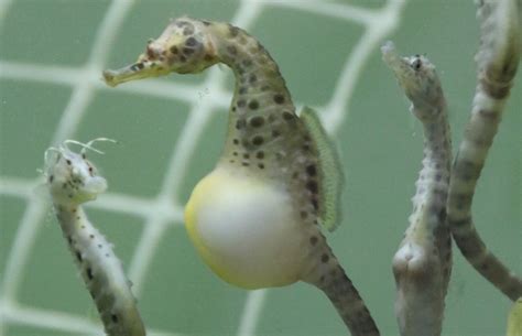 Whos Your Daddy Male Seahorses Transport Nutrients To Embryos The