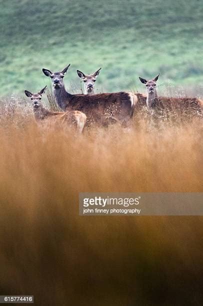 Temperate Forest Animals Photos And Premium High Res Pictures Getty