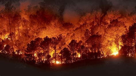 Los Contaminantes De Los Incendios Forestales Afectan El Crecimiento De Cultivos Y Vegetación A