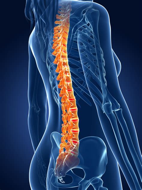 Search for human back in these categories. 4 Things You Need to Know About Spinal Fusion Surgery