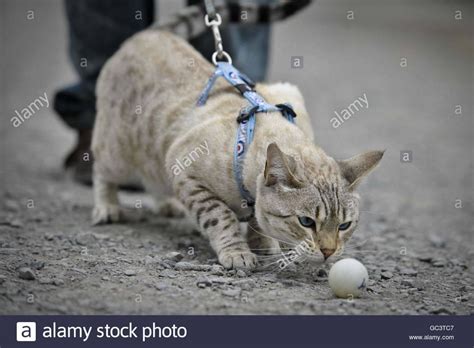 Average cost of cat neutering. 12 Cute Snow Leopard Bengal Image in 2020 | Bengal cat ...