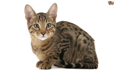 The jungle cats were domesticated by the egyptians. 6 Large Domestic Cat Breeds With Wild Relatives | Pets4Homes