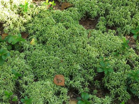 Free Plant Identification Ground Cover Plants Plants Ground Cover