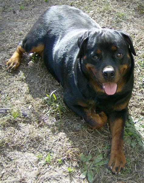 The dogs were known in german as rottweiler metzgerhund, which means rottweil butchers dogs. Rottweiler Puppies For Sale | Dinwiddie, VA #184269