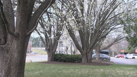 Three Reasons Why You Should Cut Down Your Bradford Pear Trees