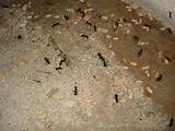 Baby Carpenter Ants