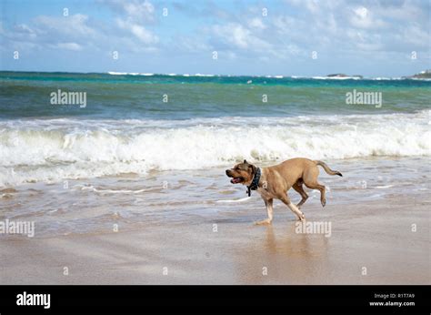 Perro de ejercicio en la playa fotografías e imágenes de alta resolución Alamy