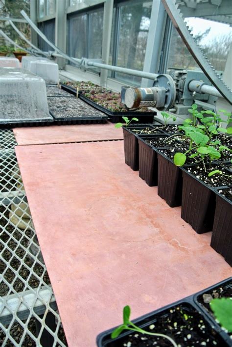 Caring For Seedlings In My Greenhouse The Martha Stewart Blog