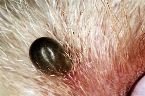 Tick On A Dogs Skin Photograph By Mauro Fermarielloscience Photo