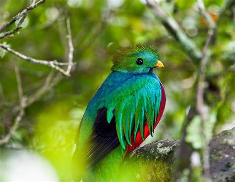 Quetzal — What A Lovely Bird Guatemala Beautiful Photo Of This