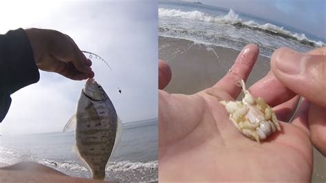 Surf Fishing With Live Sand Crabs For Surfperch Youtube