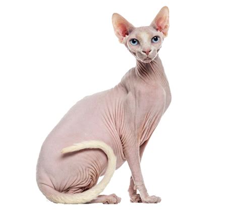 Hairless Freetoedit Hairless Cat Sticker By Keeta