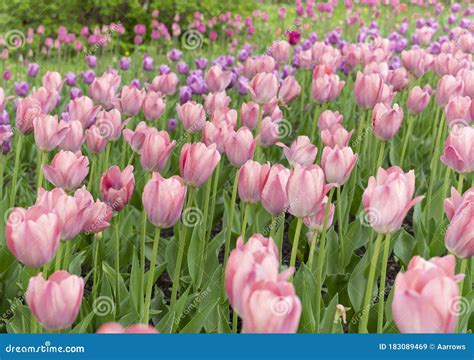 Field Of Beautiful Pink And Purple Tulips In The Spring Stock Image