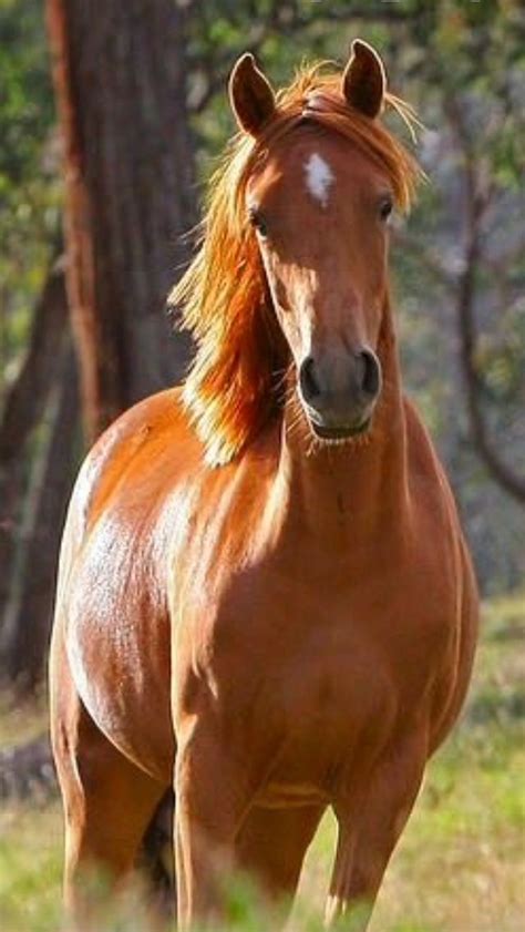 Beautiful Horse Chestnut Horse Horses Sorrel Horse