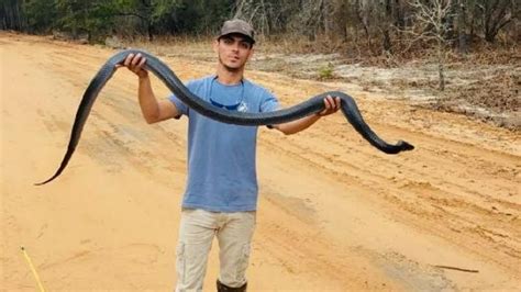 39 Facts About Blue Indigo Snake 2023