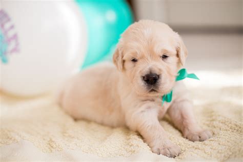 How Much Should 3 Week Old Puppies Eat