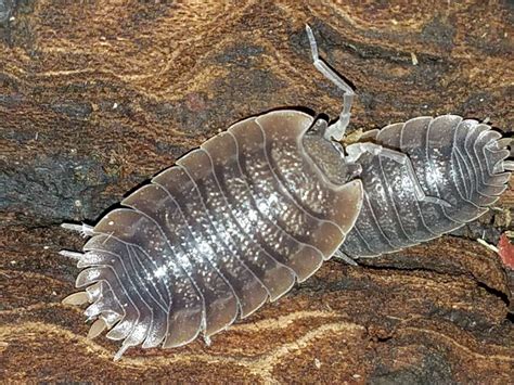 15 Giant Canyon Isopods Porcellio Dilatatus Large Soft Bodied Insect