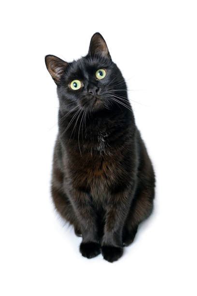 Stunning library of over 1 million stock images and videos. Black Cat Stock Photos, Pictures & Royalty-Free Images ...